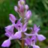 Fotografia 3 da espécie Orchis mascula subesp. laxifloriformis do Jardim Botânico UTAD