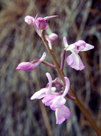 Fotografia da espécie Orchis mascula subesp. laxifloriformis