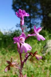 Fotografia da espécie Orchis mascula subesp. laxifloriformis