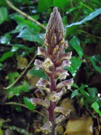 Fotografia da espécie Orobanche hederae