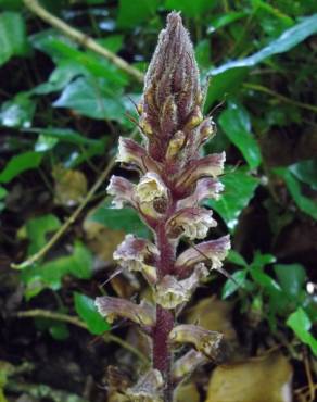 Fotografia 7 da espécie Orobanche hederae no Jardim Botânico UTAD