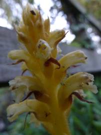 Fotografia da espécie Orobanche hederae