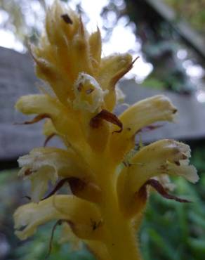 Fotografia 8 da espécie Orobanche hederae no Jardim Botânico UTAD