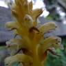 Fotografia 8 da espécie Orobanche hederae do Jardim Botânico UTAD