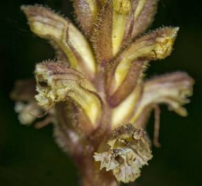 Fotografia da espécie Orobanche hederae