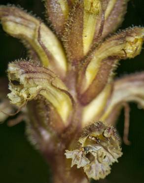 Fotografia 9 da espécie Orobanche hederae no Jardim Botânico UTAD