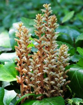 Fotografia 10 da espécie Orobanche hederae no Jardim Botânico UTAD