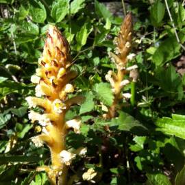 Fotografia da espécie Orobanche hederae