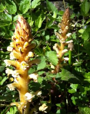 Fotografia 11 da espécie Orobanche hederae no Jardim Botânico UTAD