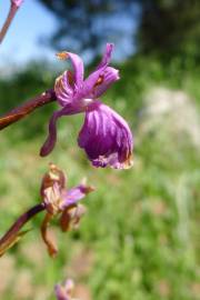 Fotografia da espécie Orchis mascula subesp. laxifloriformis