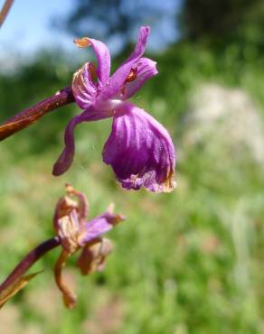 Fotografia 7 da espécie Orchis mascula subesp. laxifloriformis no Jardim Botânico UTAD