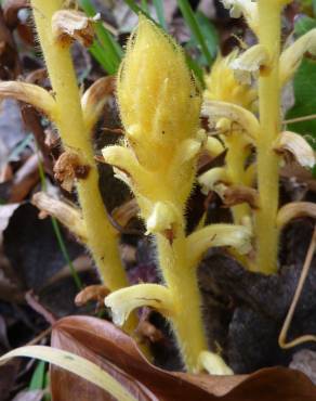 Fotografia 12 da espécie Orobanche hederae no Jardim Botânico UTAD