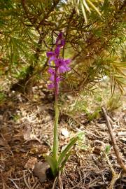 Fotografia da espécie Orchis mascula subesp. laxifloriformis