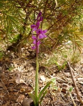 Fotografia 8 da espécie Orchis mascula subesp. laxifloriformis no Jardim Botânico UTAD