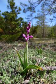 Fotografia da espécie Orchis mascula subesp. laxifloriformis