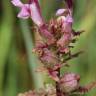 Fotografia 5 da espécie Pedicularis palustris do Jardim Botânico UTAD