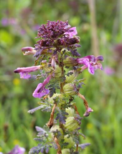 Fotografia de capa Pedicularis palustris - do Jardim Botânico