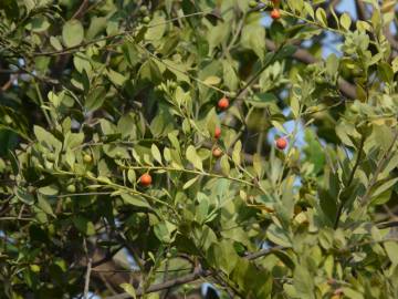 Fotografia da espécie Osyris lanceolata