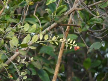 Fotografia da espécie Osyris lanceolata