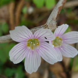 Fotografia da espécie Oxalis acetosella