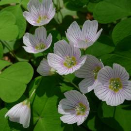 Fotografia da espécie Oxalis acetosella