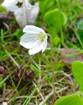 Fotografia 4 da espécie Oxalis acetosella no Jardim Botânico UTAD