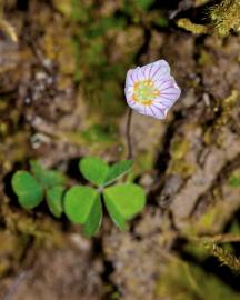 Fotografia da espécie Oxalis acetosella