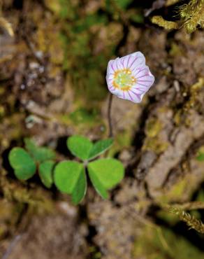 Fotografia 5 da espécie Oxalis acetosella no Jardim Botânico UTAD