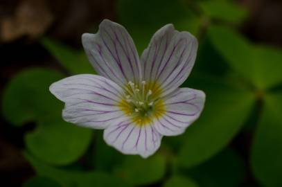 Fotografia da espécie Oxalis acetosella