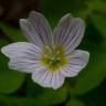 Fotografia 6 da espécie Oxalis acetosella do Jardim Botânico UTAD