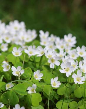 Fotografia 8 da espécie Oxalis acetosella no Jardim Botânico UTAD