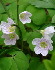 Oxalis acetosella