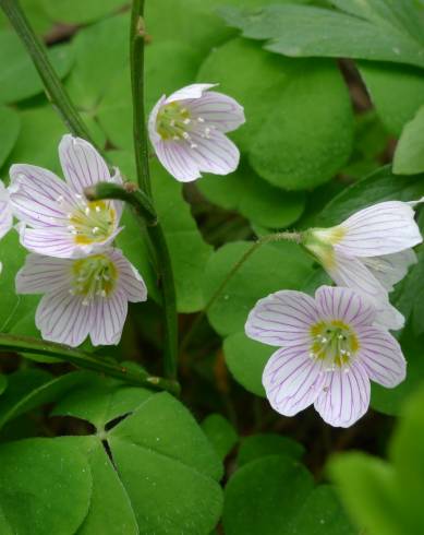 Fotografia de capa Oxalis acetosella - do Jardim Botânico