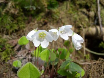 Fotografia da espécie Oxalis acetosella