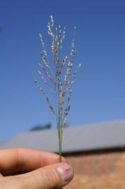 Fotografia da espécie Panicum repens