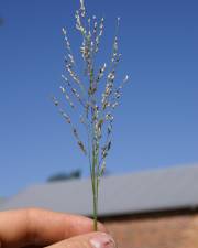 Fotografia da espécie Panicum repens