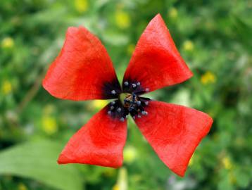 Fotografia da espécie Papaver argemone