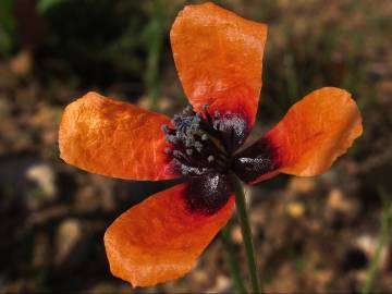 Fotografia da espécie Papaver argemone