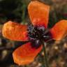 Fotografia 3 da espécie Papaver argemone do Jardim Botânico UTAD