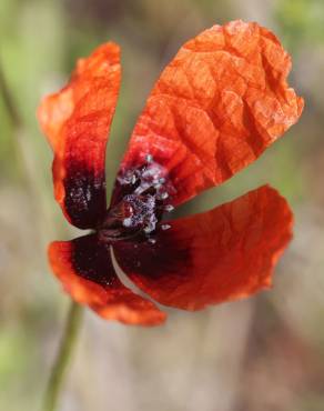 Fotografia 4 da espécie Papaver argemone no Jardim Botânico UTAD