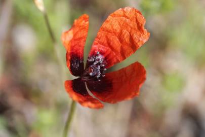 Fotografia da espécie Papaver argemone