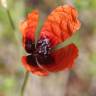 Fotografia 4 da espécie Papaver argemone do Jardim Botânico UTAD