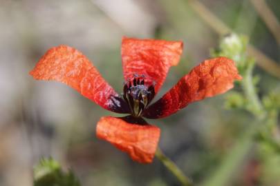 Fotografia da espécie Papaver argemone