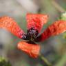 Fotografia 5 da espécie Papaver argemone do Jardim Botânico UTAD