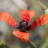 Fotografia 5 da espécie Papaver argemone do Jardim Botânico UTAD