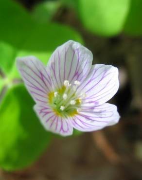 Fotografia 10 da espécie Oxalis acetosella no Jardim Botânico UTAD