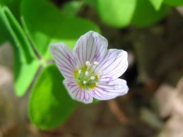 Fotografia da espécie Oxalis acetosella