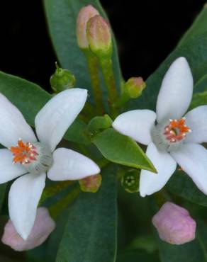 Fotografia 7 da espécie Eriostemon myoporoides no Jardim Botânico UTAD