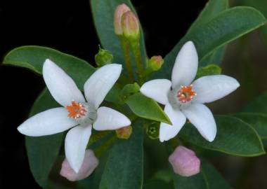 Fotografia da espécie Eriostemon myoporoides