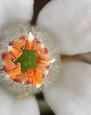 Fotografia 8 da espécie Eriostemon myoporoides no Jardim Botânico UTAD